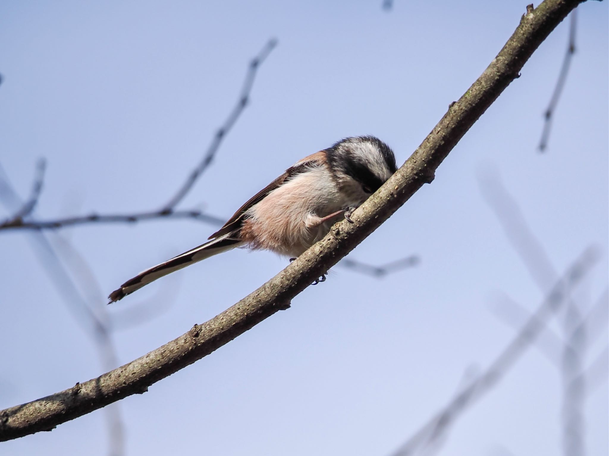 Long-tailed Tit