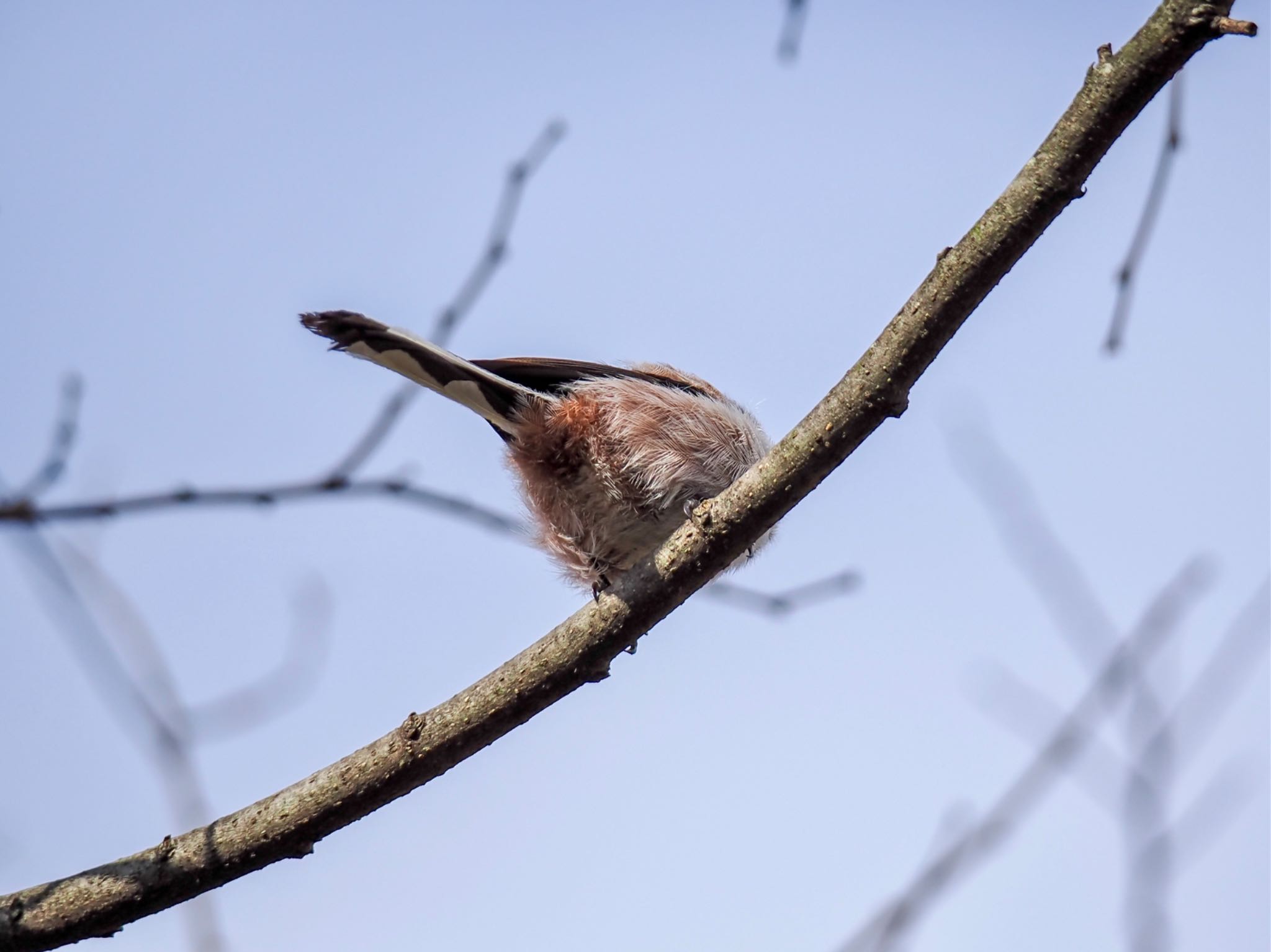 Long-tailed Tit