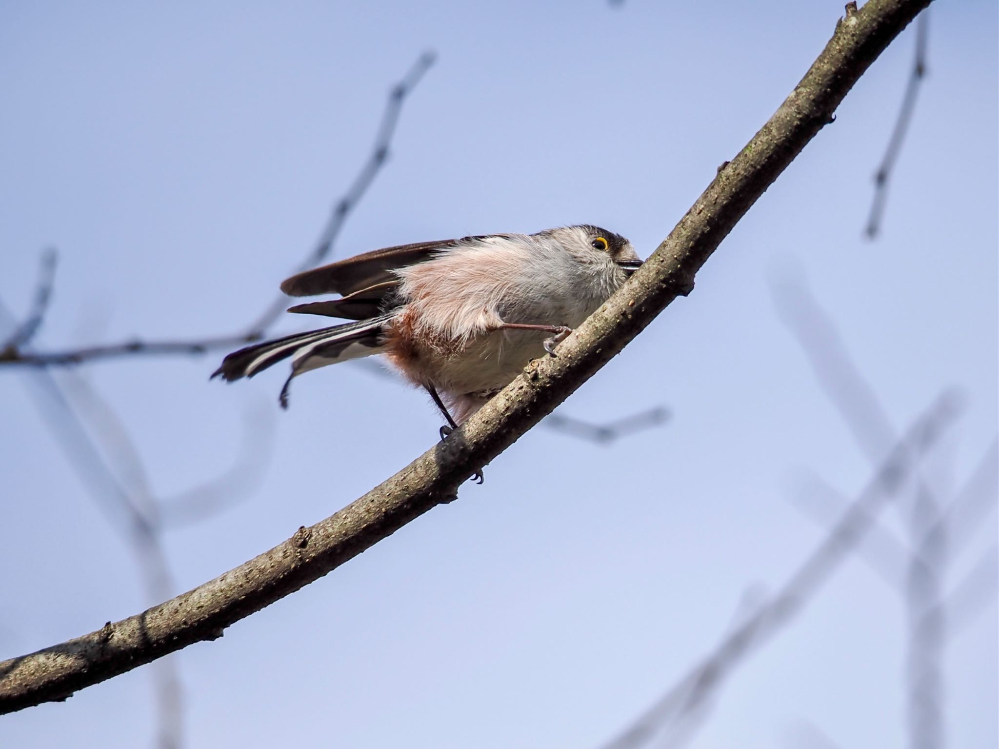 Long-tailed Tit