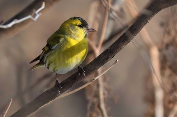 Eurasian Siskin Saitama Prefecture Forest Park Sat, 3/16/2024