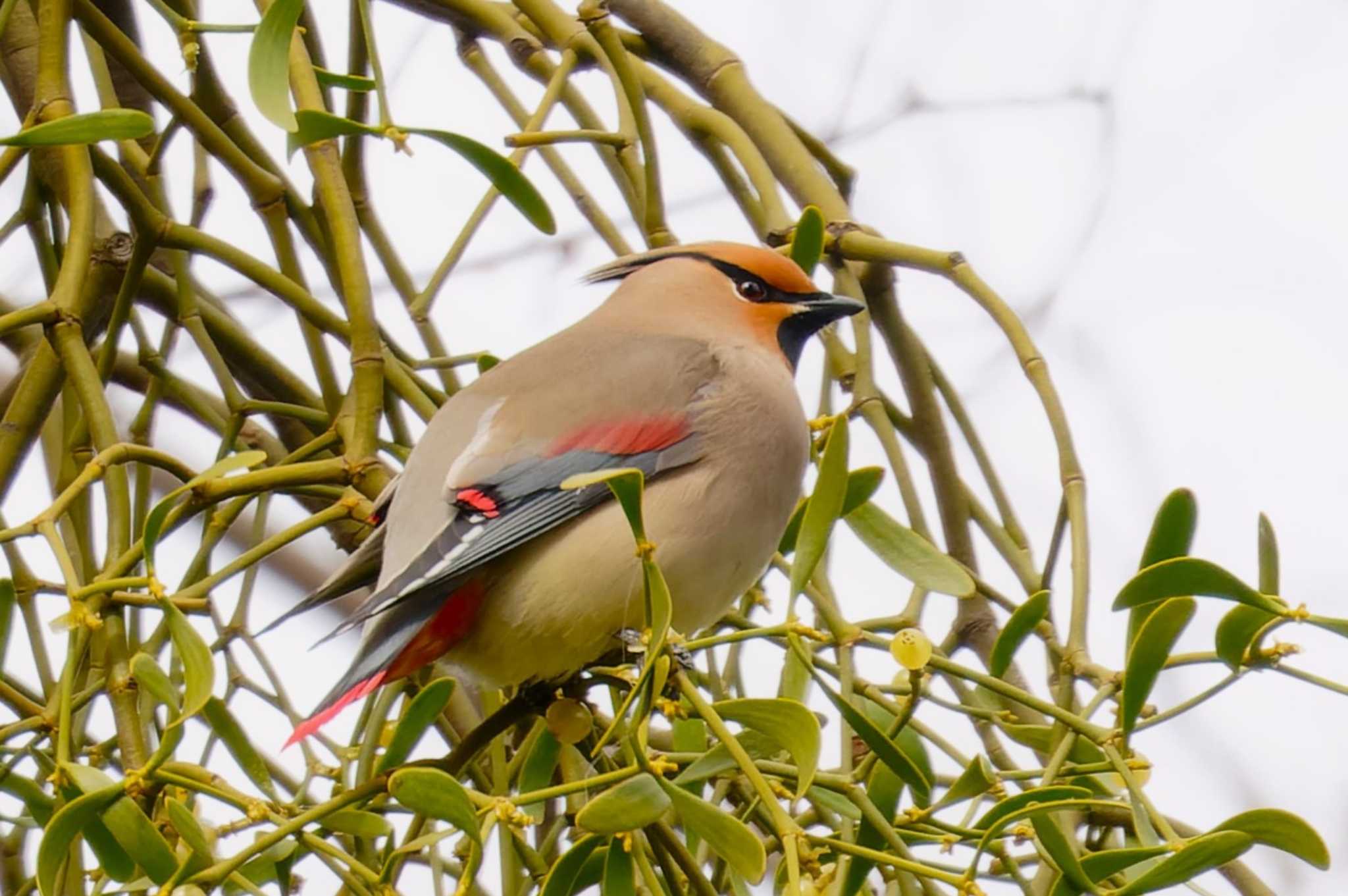 Photo of Japanese Waxwing at Higashitakane Forest park by na san