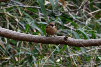 Bull-headed Shrike Higashitakane Forest park Sun, 3/5/2023