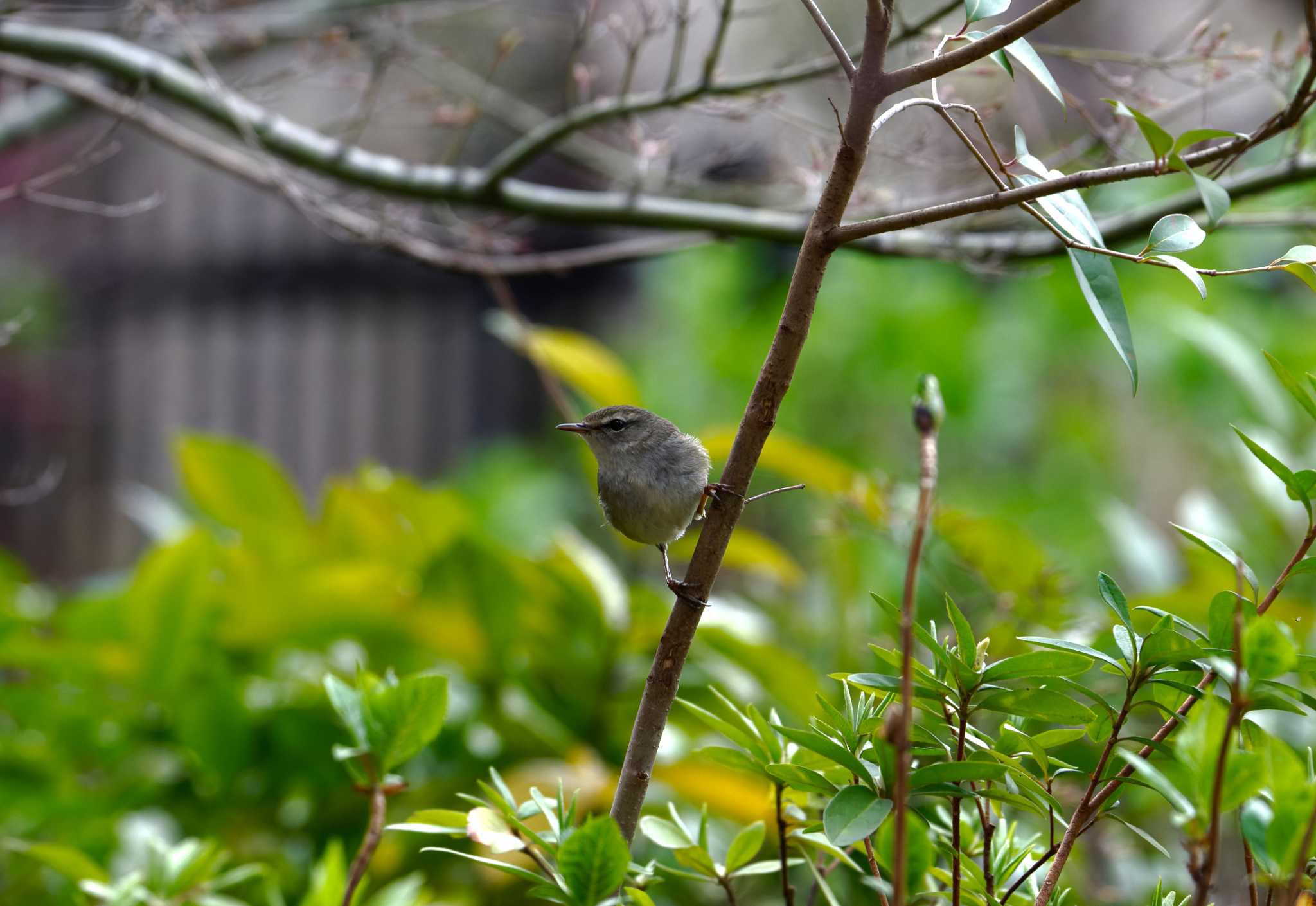Photo of Japanese Bush Warbler at 洗足池公園 by na san