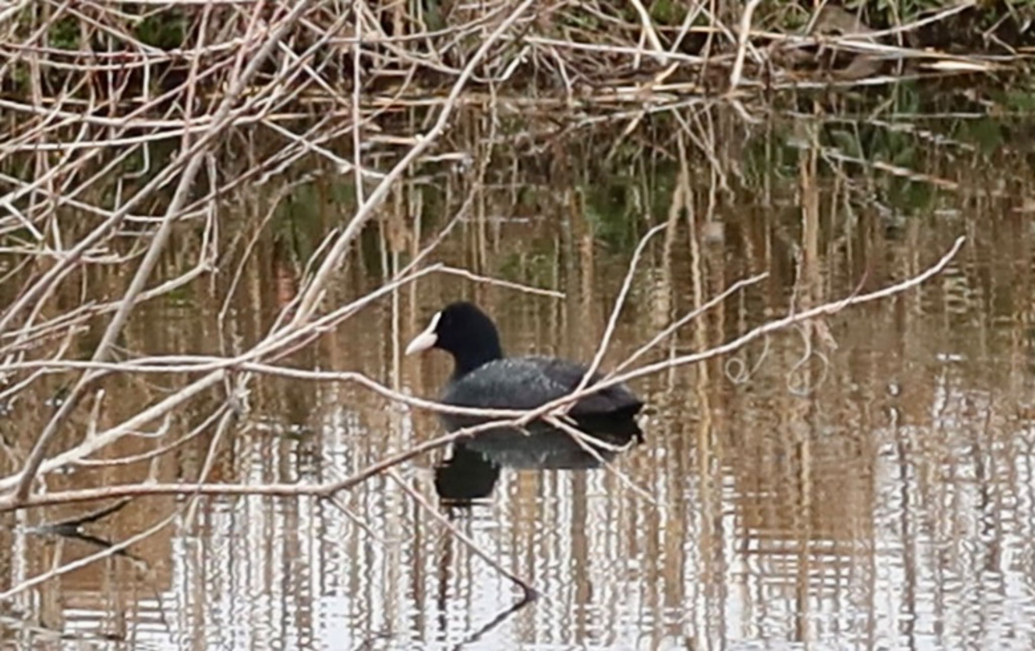 Eurasian Coot