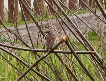 Dusky Thrush 長津川ふれあい広場 Tue, 3/19/2024