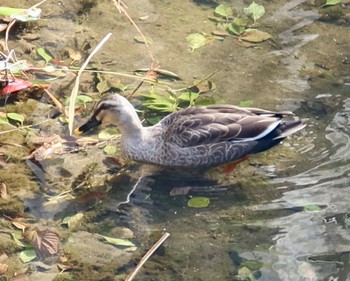 Eastern Spot-billed Duck 長津川ふれあい広場 Tue, 3/19/2024