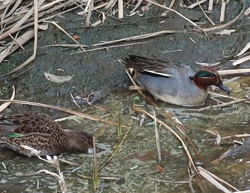 Eurasian Teal 長津川ふれあい広場 Tue, 3/19/2024