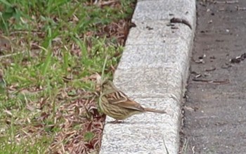 Masked Bunting 長津川ふれあい広場 Tue, 3/19/2024