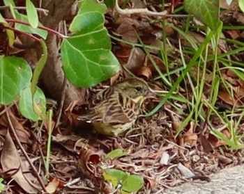 Masked Bunting 長津川ふれあい広場 Tue, 3/19/2024