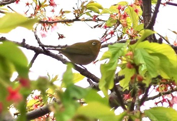 Warbling White-eye 長津川ふれあい広場 Tue, 3/19/2024