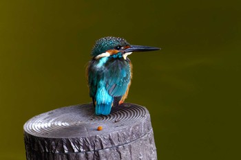 Common Kingfisher 洗足池公園 Sun, 10/23/2022