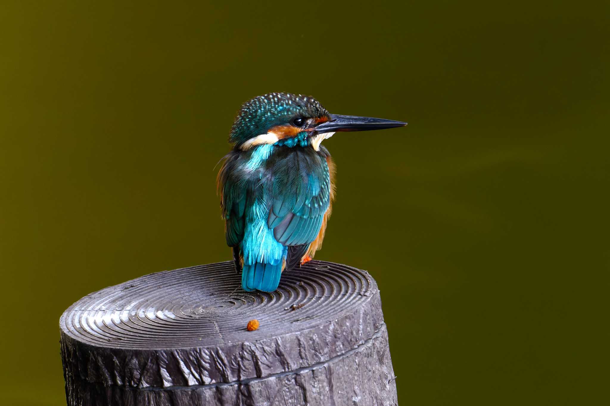 Photo of Common Kingfisher at 洗足池公園 by na san