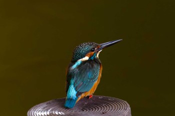 Common Kingfisher 洗足池公園 Sun, 10/23/2022