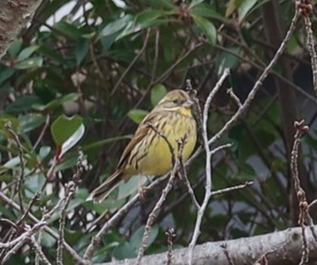 Masked Bunting 長津川ふれあい広場 Tue, 3/19/2024