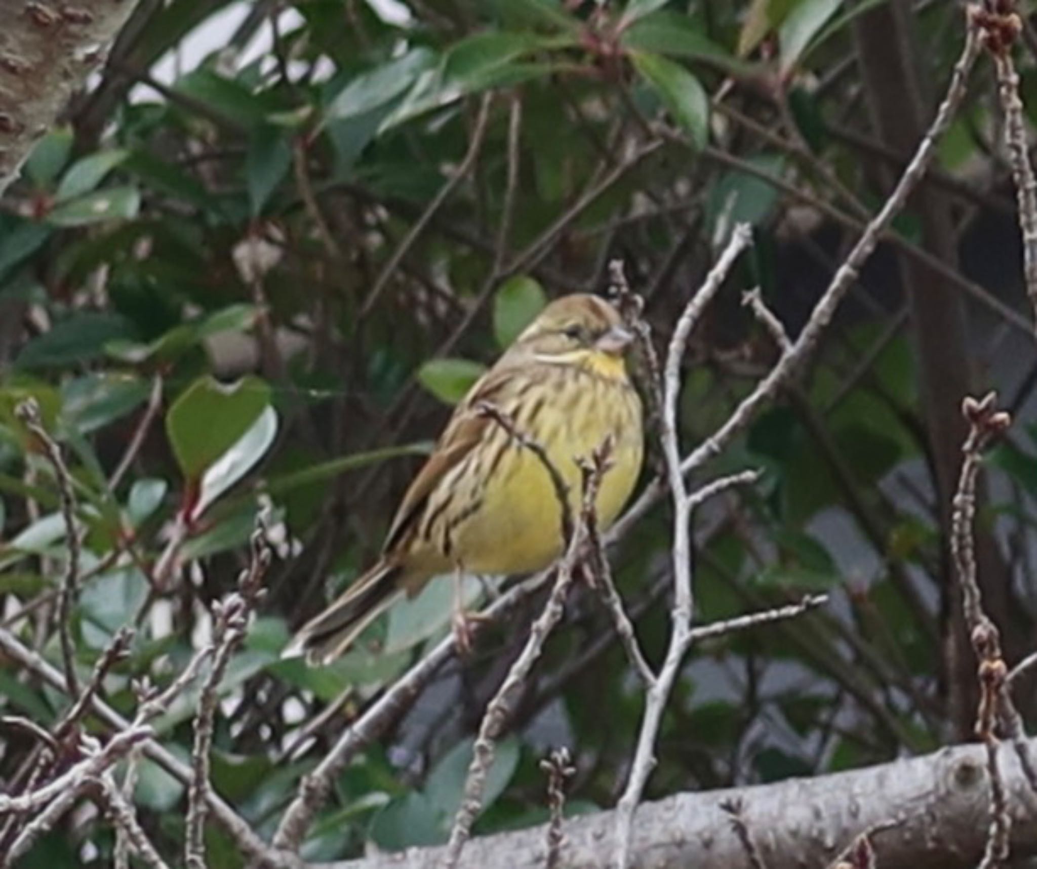 Masked Bunting