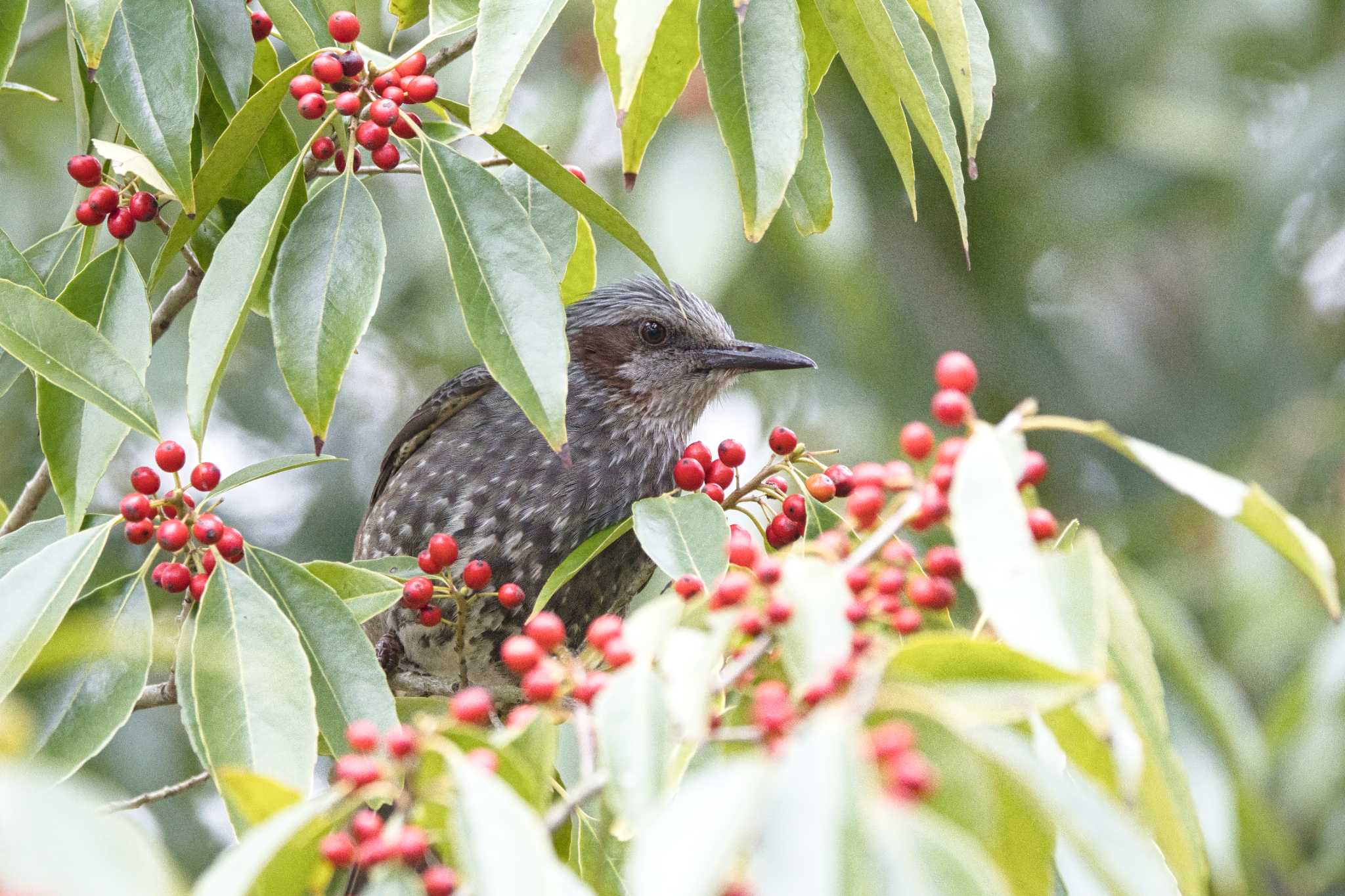 Brown-eared Bulbul