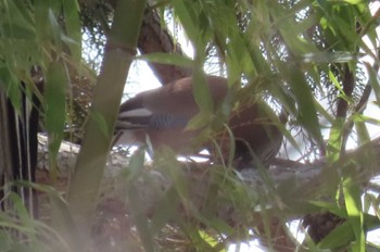 Eurasian Jay Mt. Yatsugatake(neaby Pension Albion) Sat, 3/16/2024