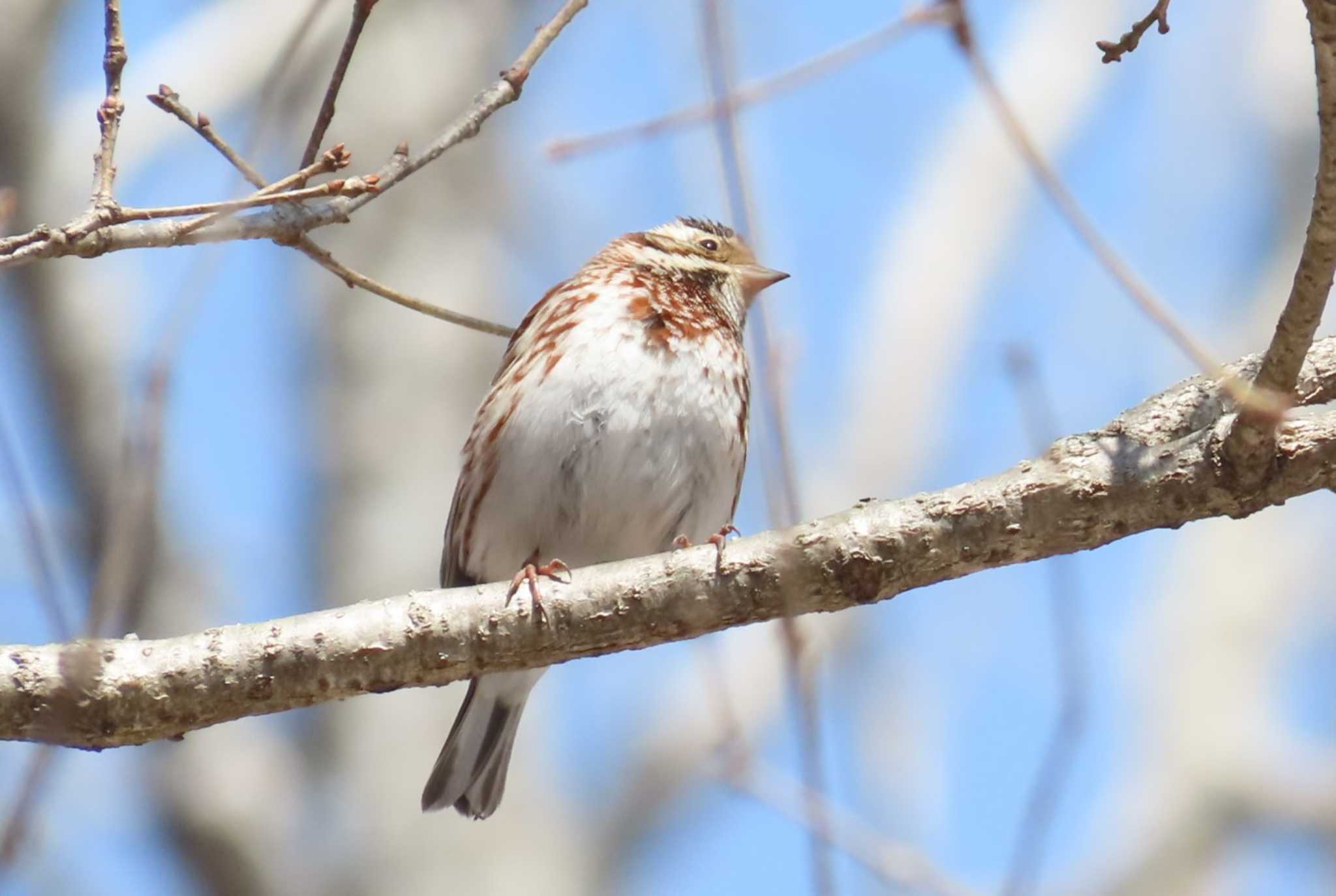 Photo of Rustic Bunting at Mt. Yatsugatake(neaby Pension Albion) by ほおじろうず
