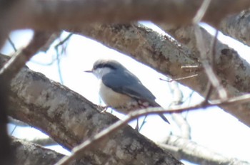 Eurasian Nuthatch Mt. Yatsugatake(neaby Pension Albion) Sat, 3/16/2024