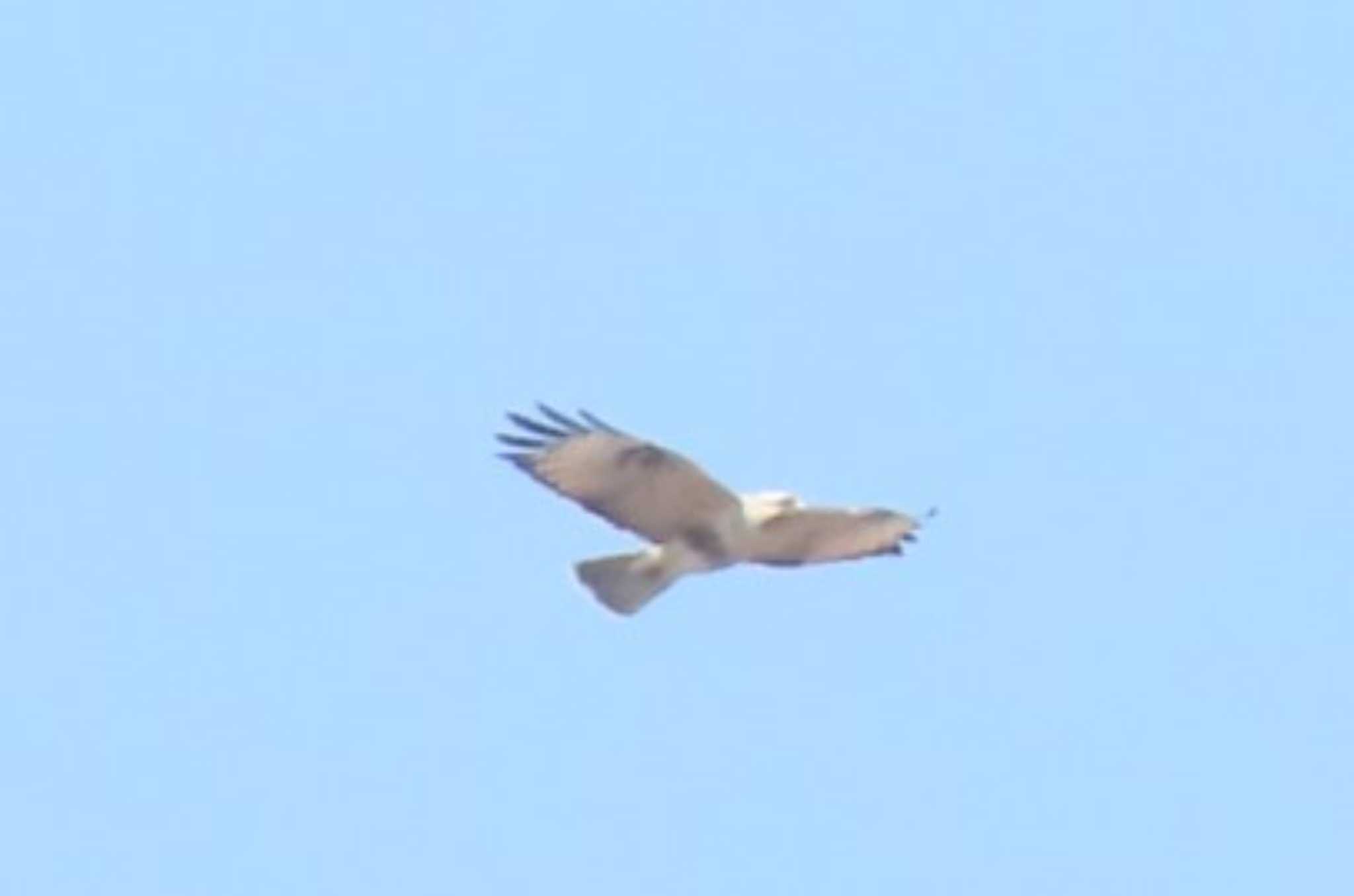 Eastern Buzzard