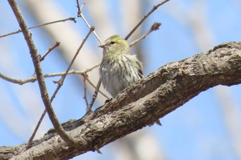 Eurasian Siskin Mt. Yatsugatake(neaby Pension Albion) Sat, 3/16/2024