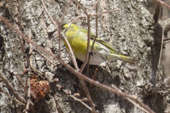 Eurasian Siskin Mt. Yatsugatake(neaby Pension Albion) Sat, 3/16/2024