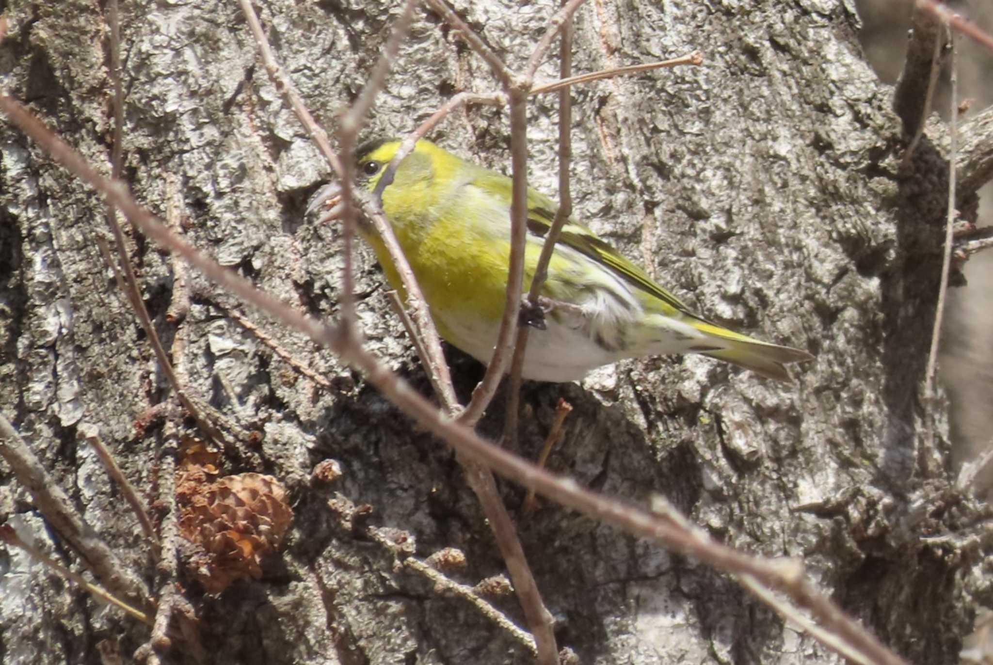 Eurasian Siskin