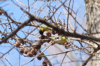 Eurasian Siskin Mt. Yatsugatake(neaby Pension Albion) Sat, 3/16/2024