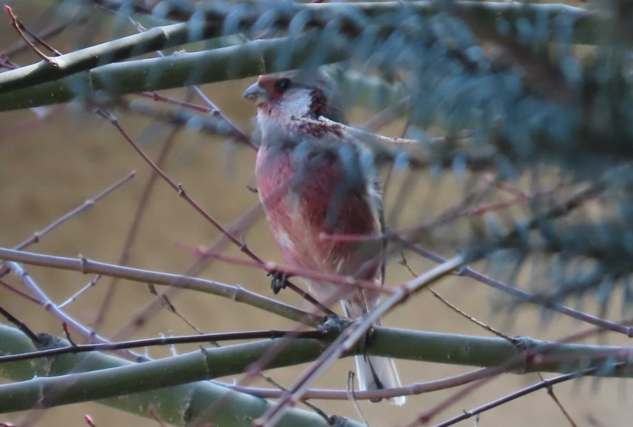 Siberian Long-tailed Rosefinch