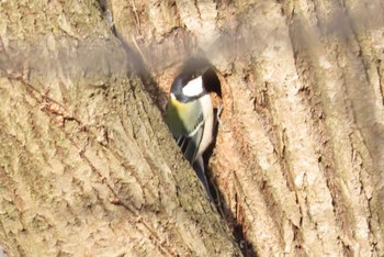 Japanese Tit Mt. Yatsugatake(neaby Pension Albion) Sat, 3/16/2024