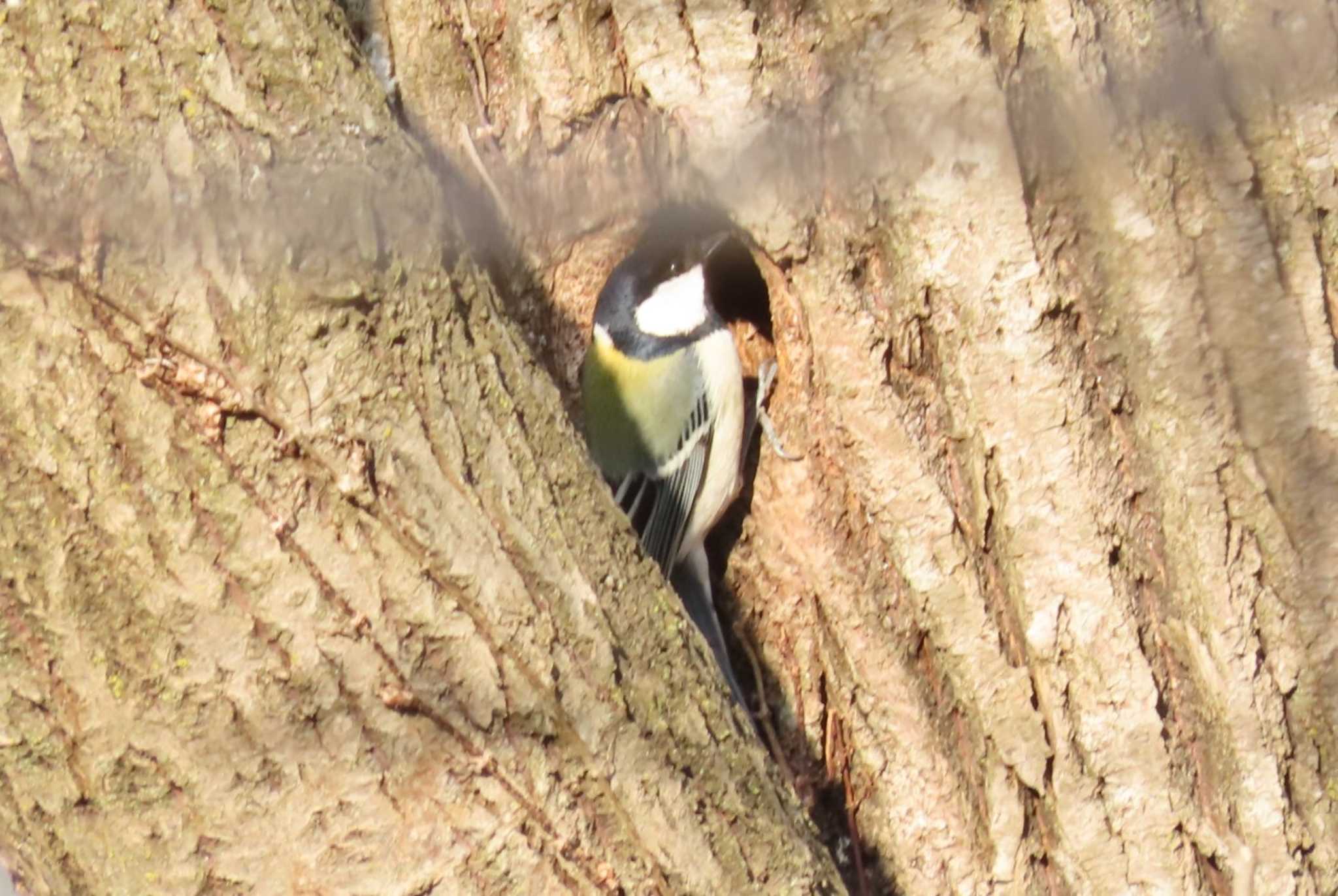 Japanese Tit