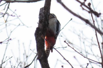 Great Spotted Woodpecker Mt. Yatsugatake(neaby Pension Albion) Sat, 3/16/2024