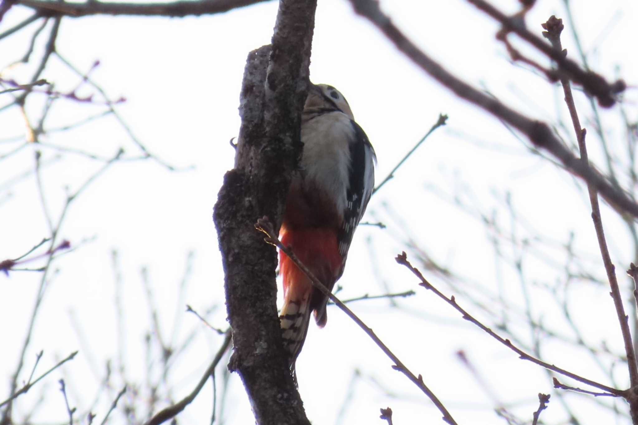 Great Spotted Woodpecker