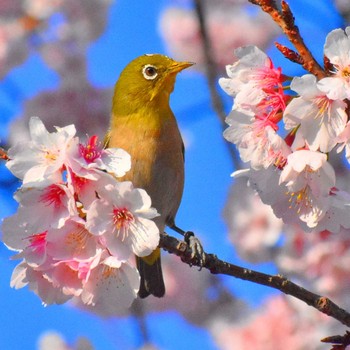 メジロ 新左近川親水公園 2024年3月14日(木)