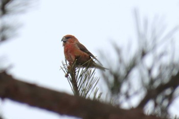 Sun, 3/17/2024 Birding report at 岡谷林道