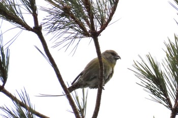 Red Crossbill 岡谷林道 Sun, 3/17/2024