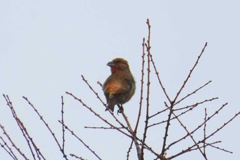 Red Crossbill 岡谷林道 Sun, 3/17/2024