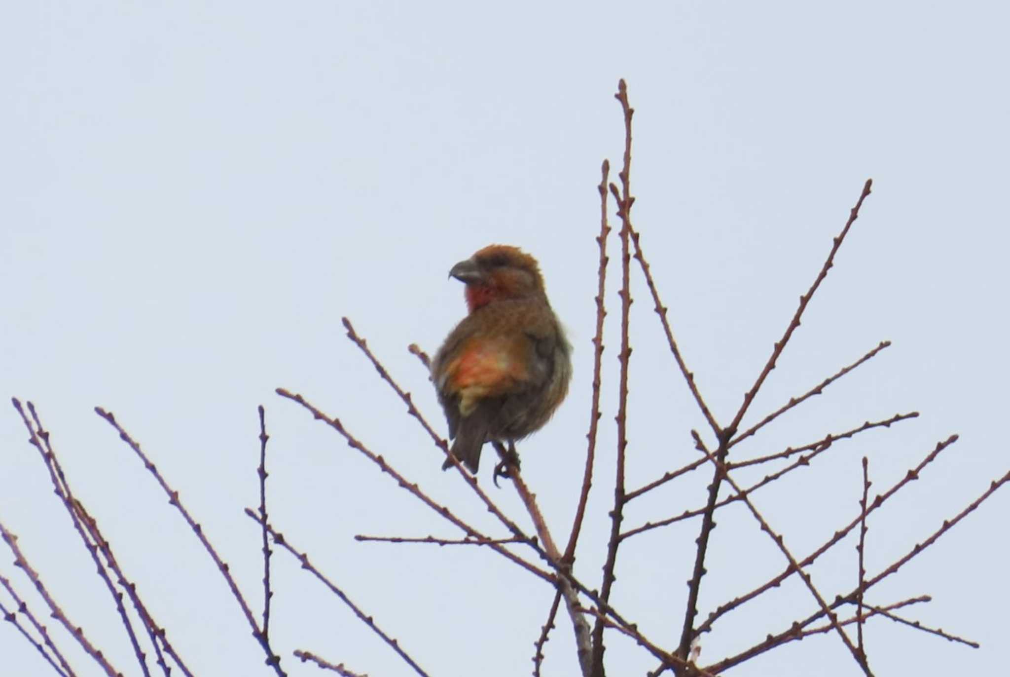 Red Crossbill