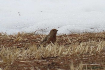 Pallas's Rosefinch 岡谷林道 Sun, 3/17/2024