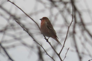 Pallas's Rosefinch 岡谷林道 Sun, 3/17/2024