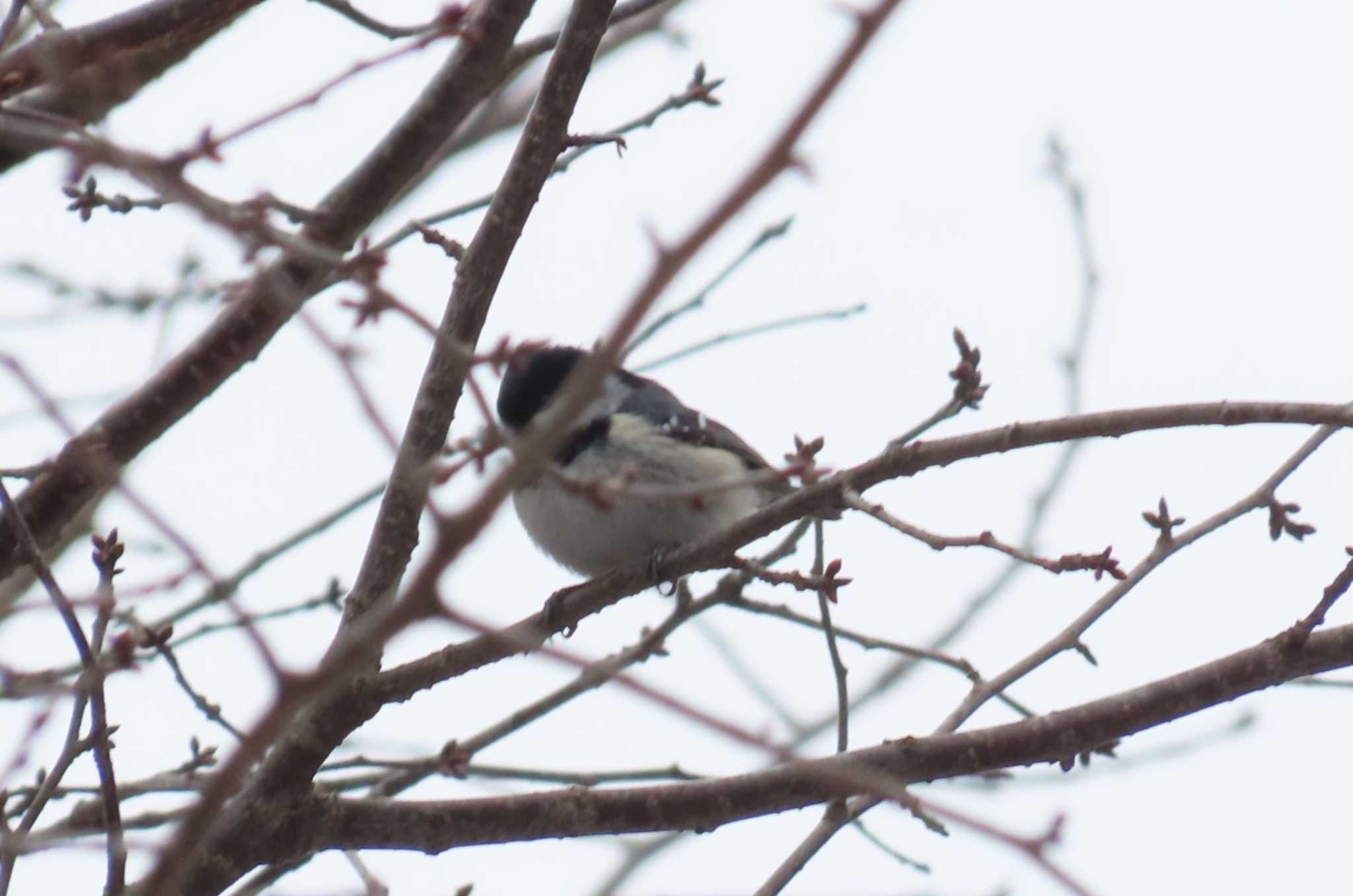 Willow Tit