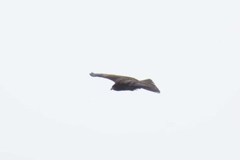 Black Kite 岡谷林道 Sun, 3/17/2024