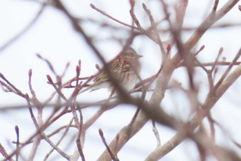 Rustic Bunting 岡谷林道 Sun, 3/17/2024