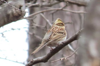 Yellow-throated Bunting Mt. Yatsugatake(neaby Pension Albion) Sun, 3/17/2024