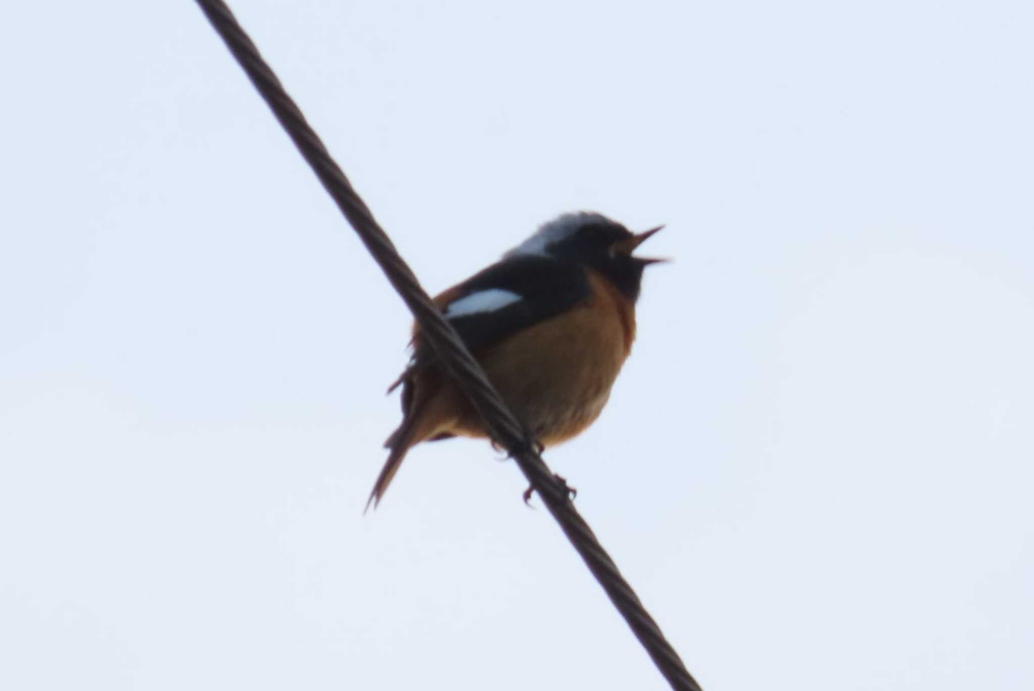 八ヶ岳(ペンションあるびおん付近) ジョウビタキの写真 by ほおじろうず