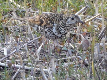 White's Thrush Maioka Park Sun, 3/17/2024