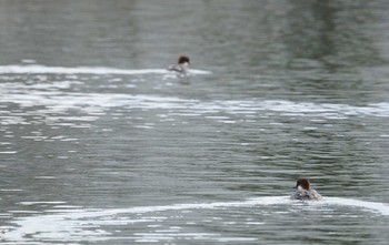 ミコアイサ 昆陽池 2018年12月12日(水)