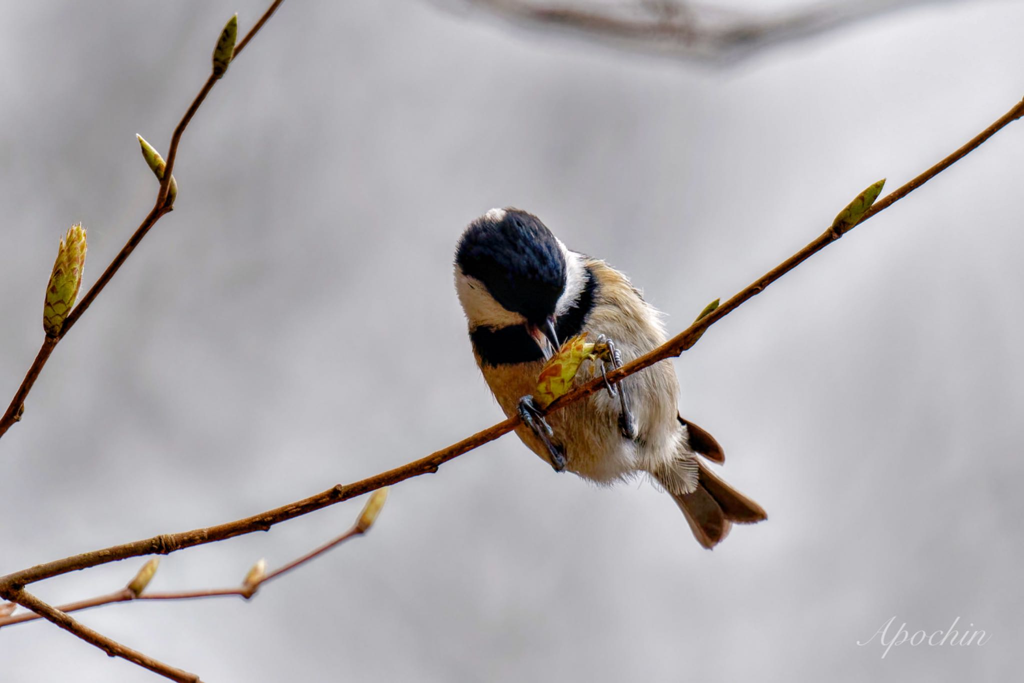 Photo of Coal Tit at 日向渓谷 by アポちん