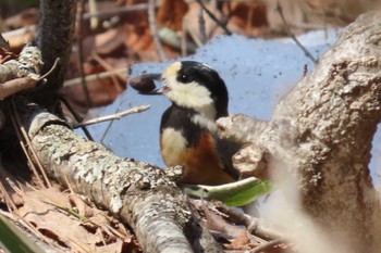 Varied Tit Mt. Yatsugatake(neaby Pension Albion) Sat, 3/16/2024