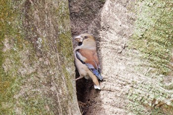 Hawfinch Watarase Yusuichi (Wetland) Sun, 3/17/2024